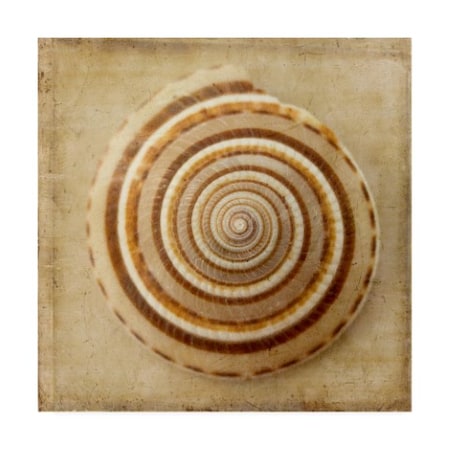 Judy Stalus 'Sepia Shell V' Canvas Art,24x24